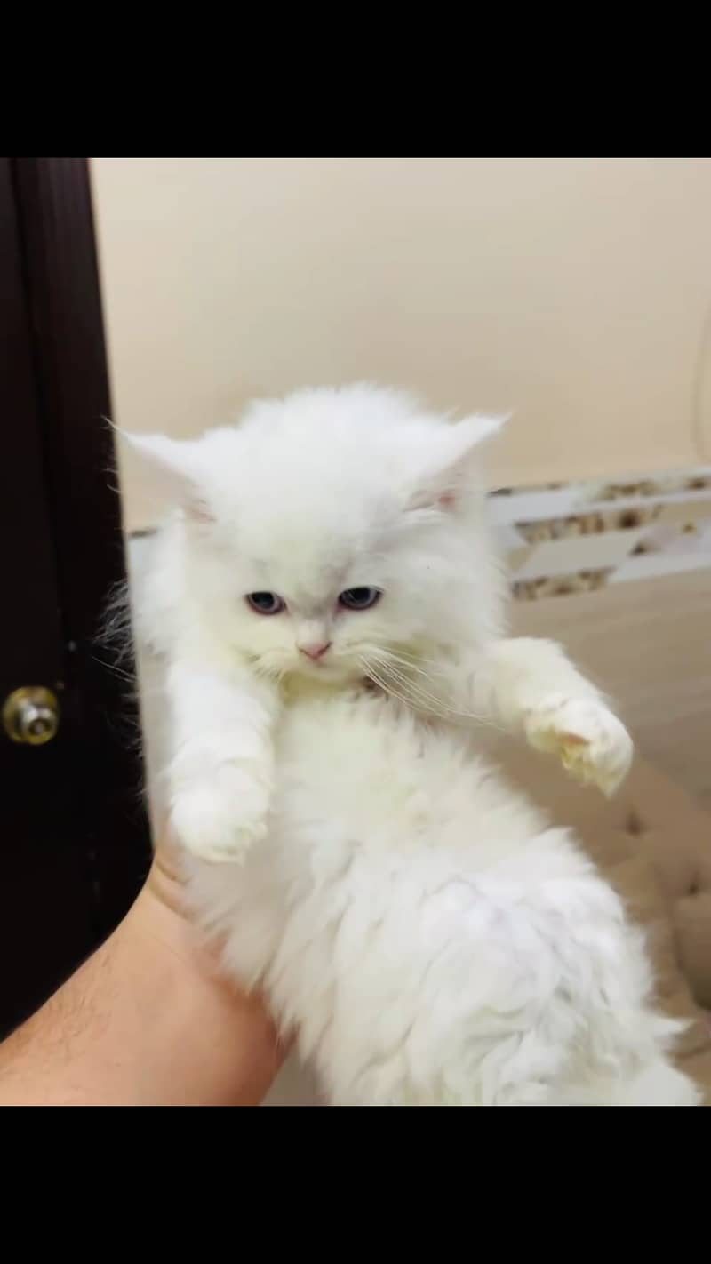 persian kitten for sale 0