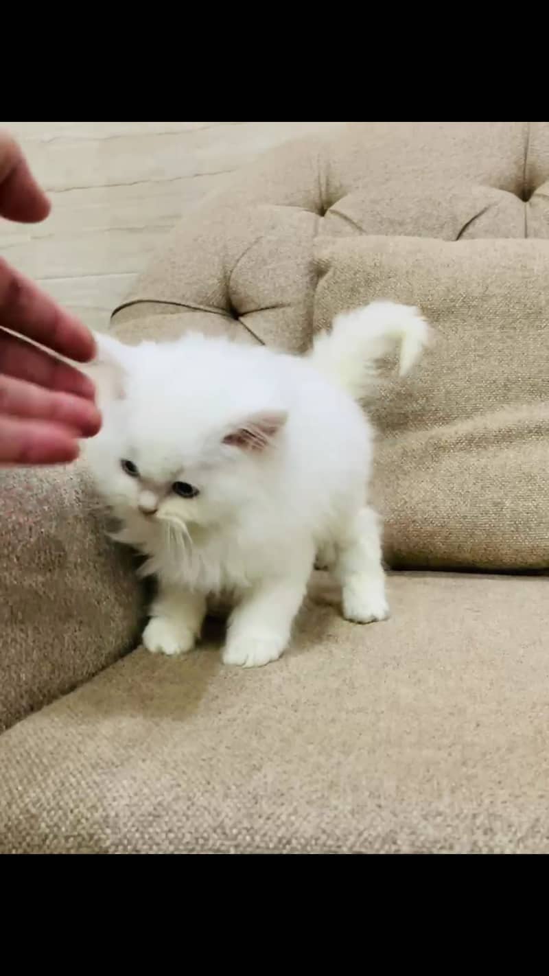 persian kitten for sale 1