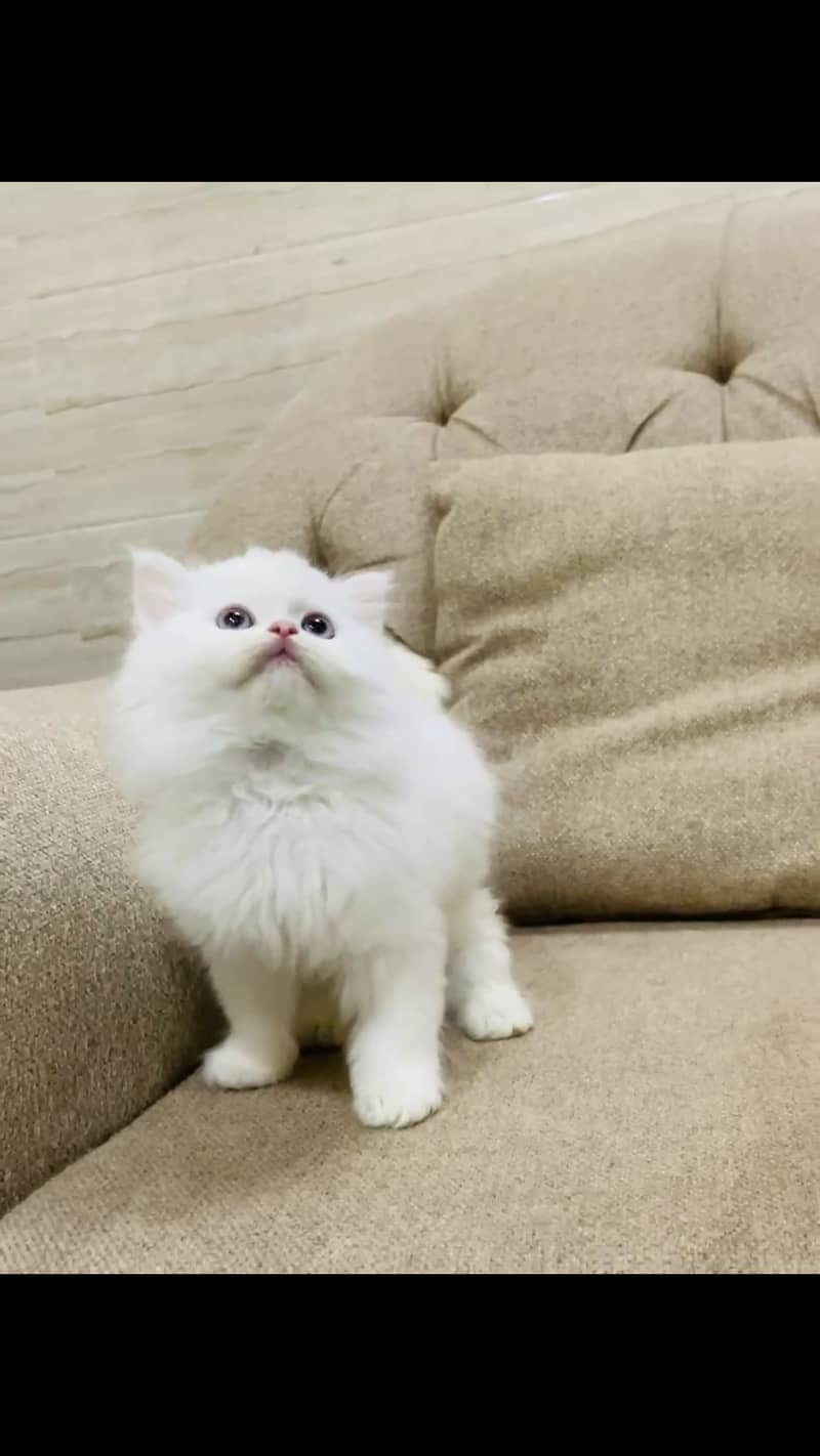 persian kitten for sale 2