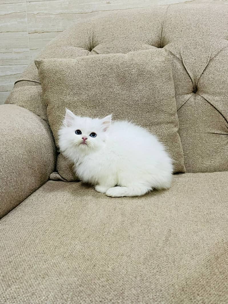 persian kitten for sale 3