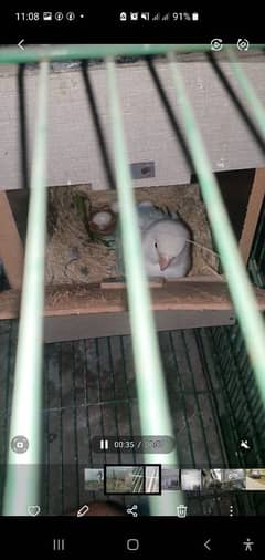 love birds 100٪ breeder pair only 3500