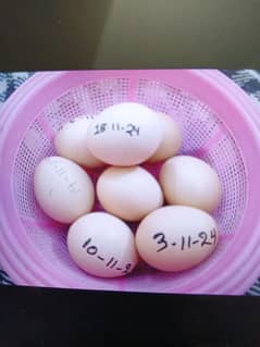 White Heera Egg 0321-7273226