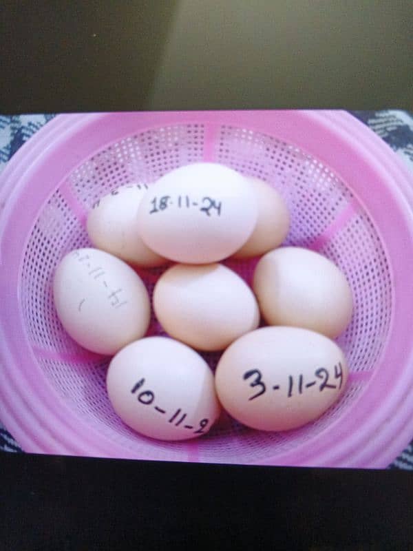 White Heera Egg 0321-7273226 0