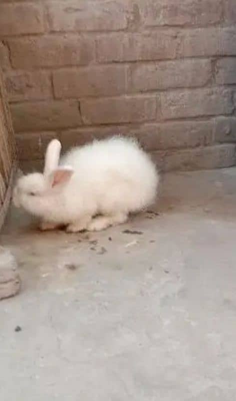 angora Holland female 03224186572 0