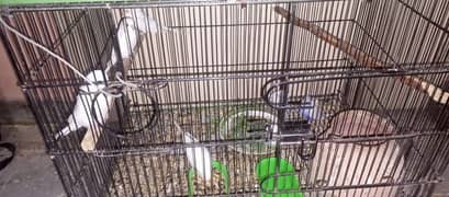 the parrots with cage