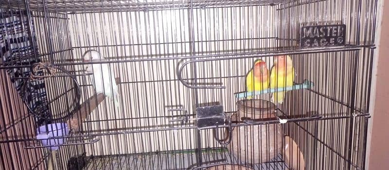 the parrots with cage 2