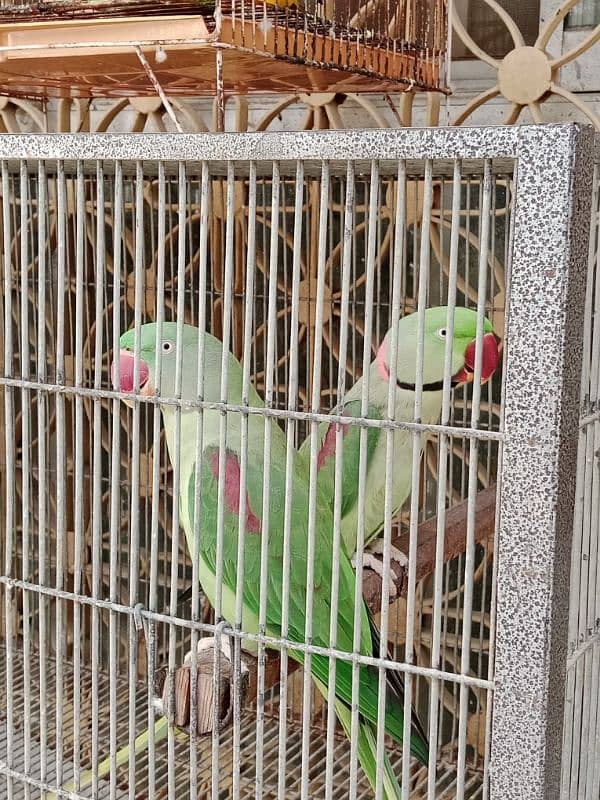 kashmiri raw parrot pair 0