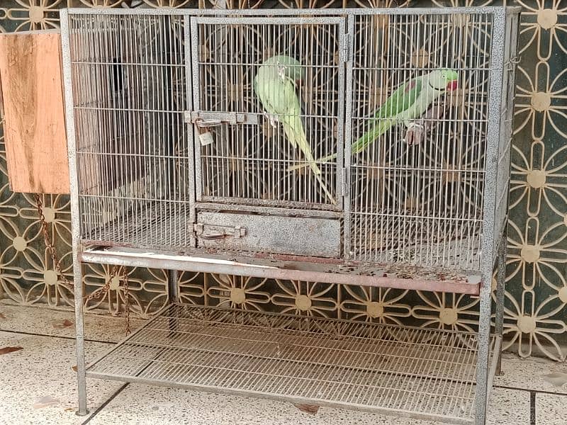 kashmiri raw parrot pair 1