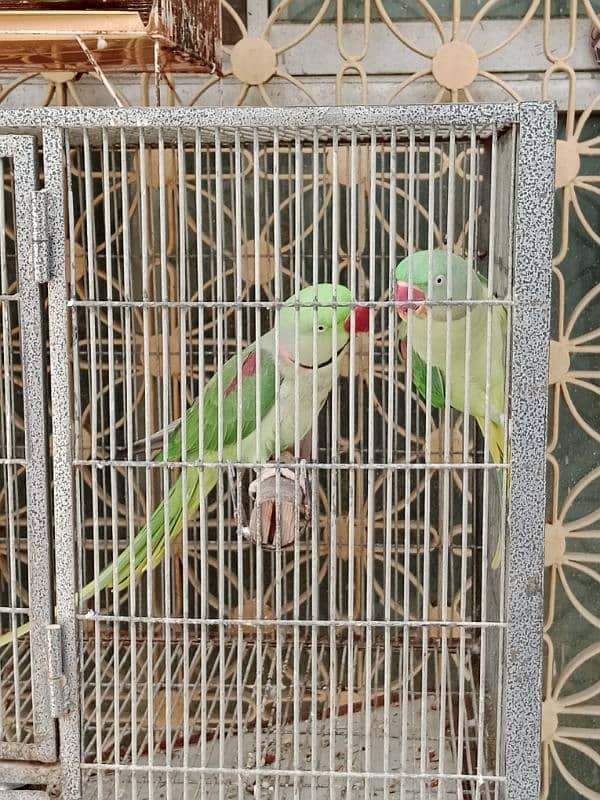 kashmiri raw parrot pair 2