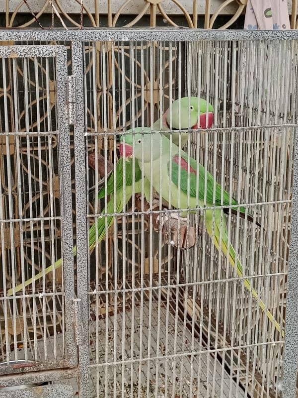 kashmiri raw parrot pair 3