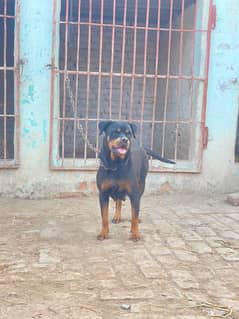 Rottweiler breedar Female for Sale