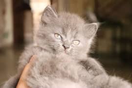 Persian Kittens Grey and White|  Odd Eyes Male & Female | Playfull