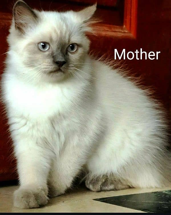 Persian Kittens Grey and White|  Odd Eyes Female | Playfull 5