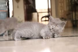 Persian Kittens Grey and White|  Odd Eyes Female | Playfull