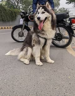 Siberian husky wooly coat male available for stud