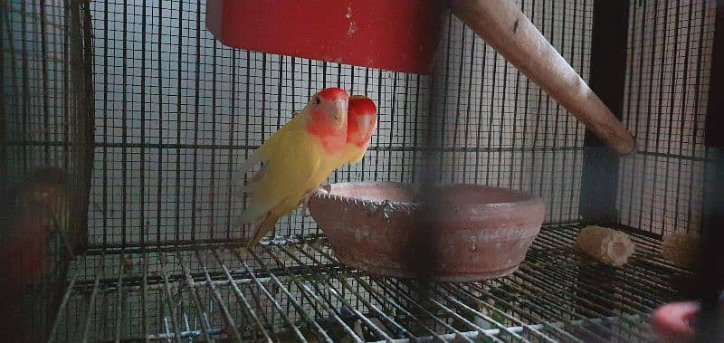 LoveBird | Fisheri | 0