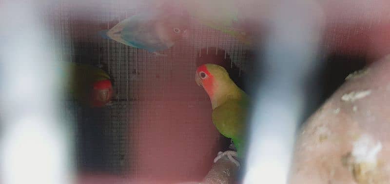 LoveBird | Fisheri | 3