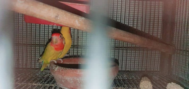 LoveBird | Fisheri | 9