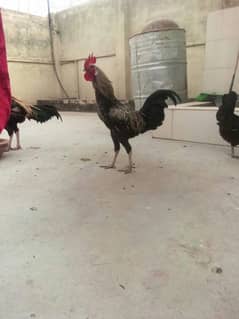 breeder Murgha for sale