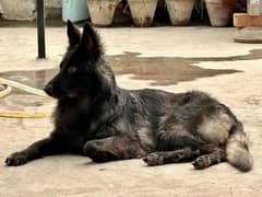 German Shepherd Female