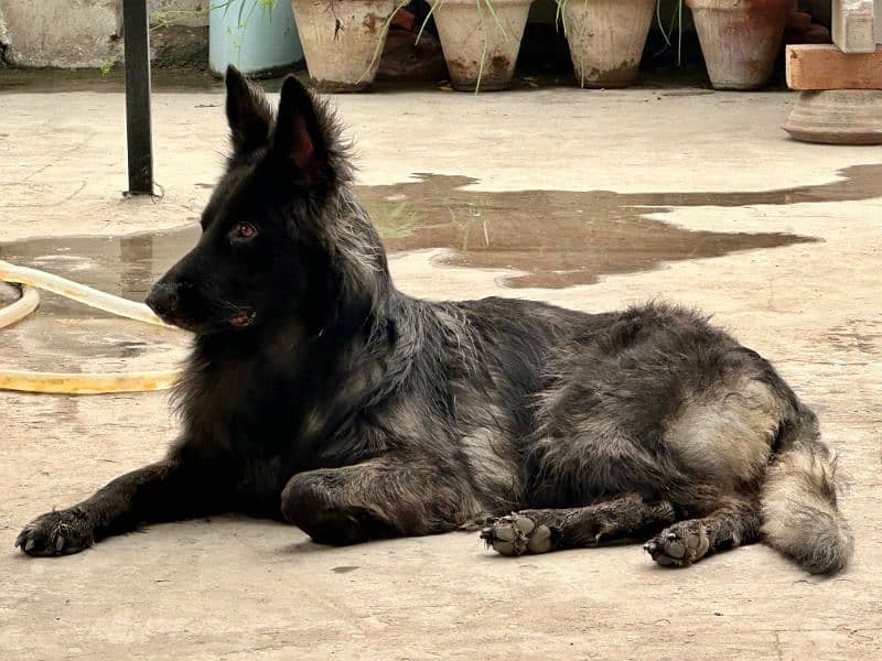 (Black) German Shepherd female available for sale 0