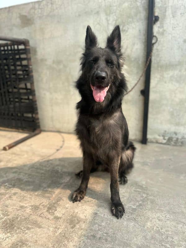 (Black) German Shepherd female available for sale 2