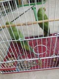 2 pice green parrot with cage