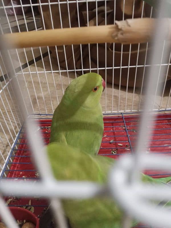 2 pice green parrot with cage 1