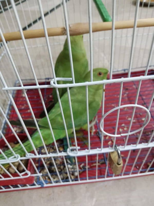 2 pice green parrot with cage 2