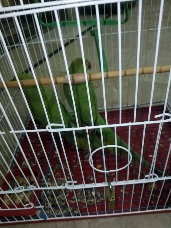 2 pice green parrot with cage 3