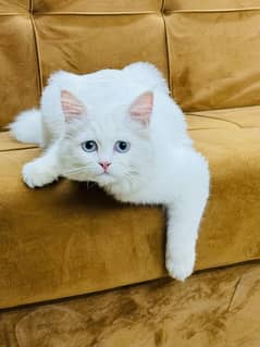 CAT for sale - Persion Male white cat