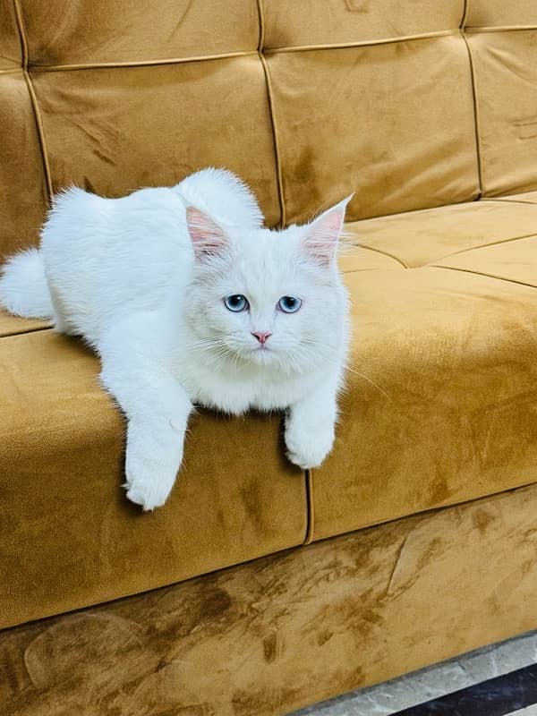 CAT for sale - Persion Male white cat 1