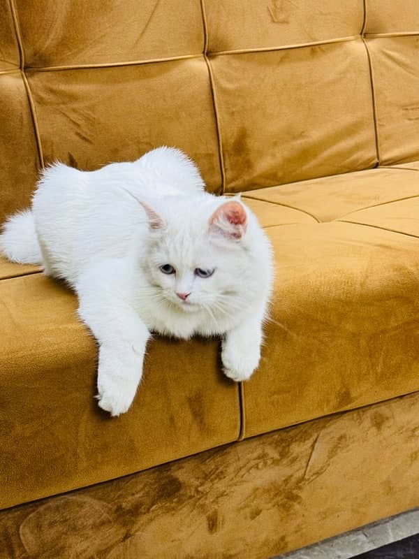 CAT for sale - Persion Male white cat 2