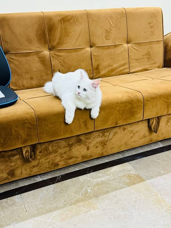 CAT for sale - Persion Male white cat 3