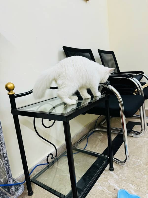 CAT for sale - Persion Male white cat 4