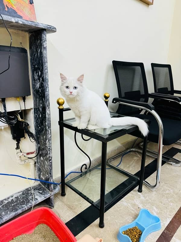 CAT for sale - Persion Male white cat 5