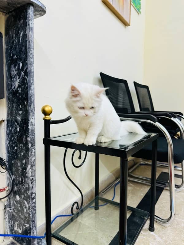 CAT for sale - Persion Male white cat 6