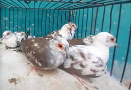 Red and Diamond pied dove