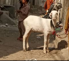 Dumba Qurbani 2o25 ki  wtsb nmbr 03102639551