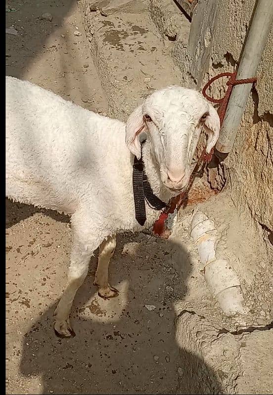 Dumba Qurbani 2o25 ki  wtsb nmbr 03102639551 5