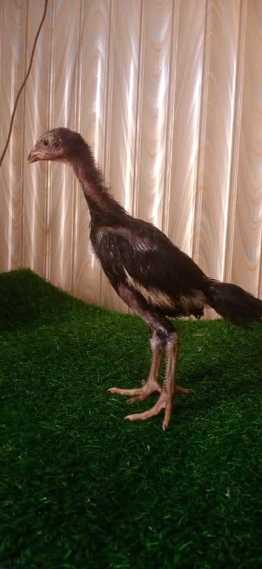 o shamoo ring bird breed 3