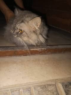 cat percian 1 year age sell for good family