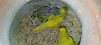 budgies/bujries/Australian/breeder pair jumbo size 03128535877