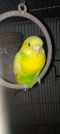 budgies/bujries/Australian/breeder pair jumbo size 03128535877