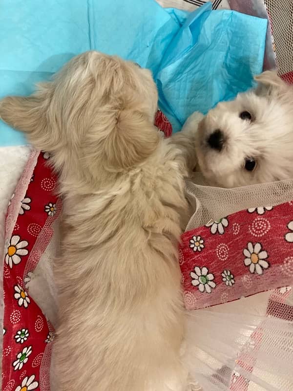 unique color pair puppies shitzu dog pair newborn 0