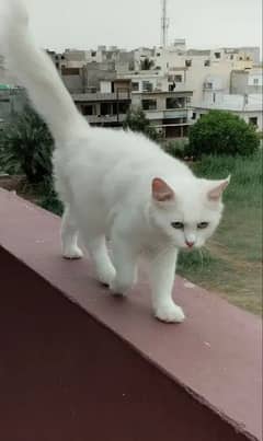 Persian cat green eyes