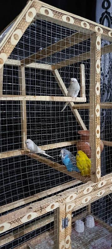 Australian Parrot Budgies Bajri Cage Pinjra 1