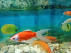 Fishes For Sale (Attractive Colours)