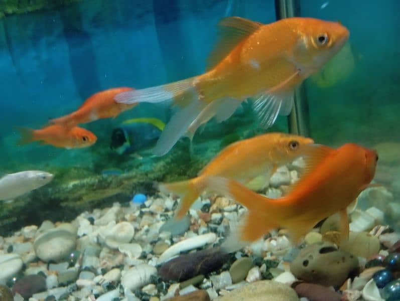 Fishes For Sale (Attractive Colours) 2