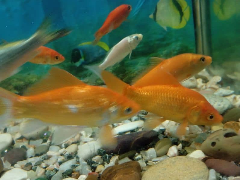 Fishes For Sale (Attractive Colours) 4